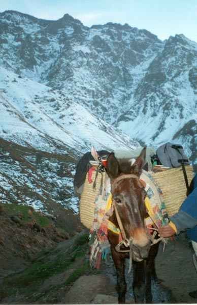 Le compagnon indispensable du randonneur au Maroc