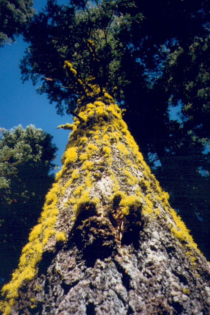 Arbre - Vallée du Yosemite