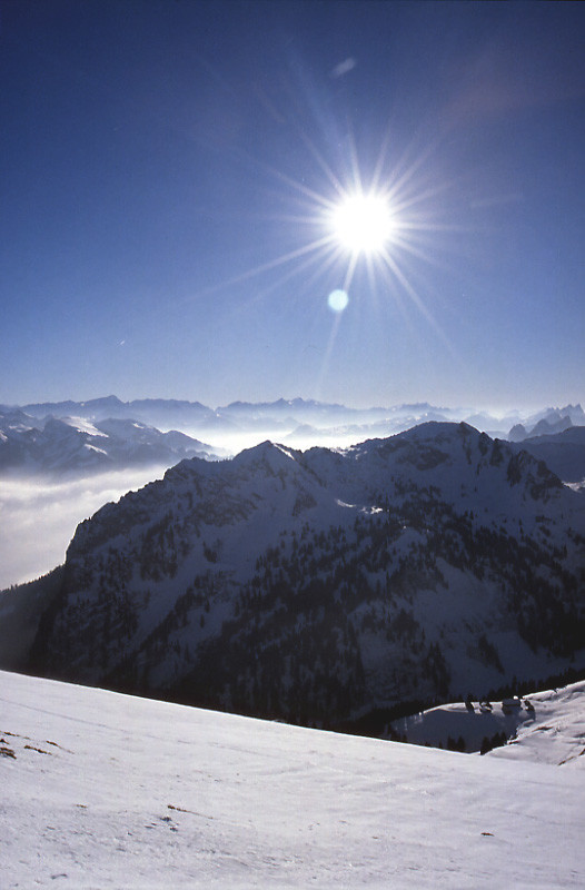 Simmental