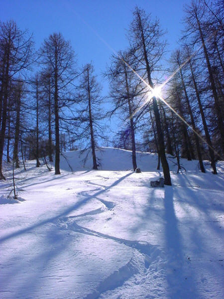 Pomeriggio da solo nel bosco