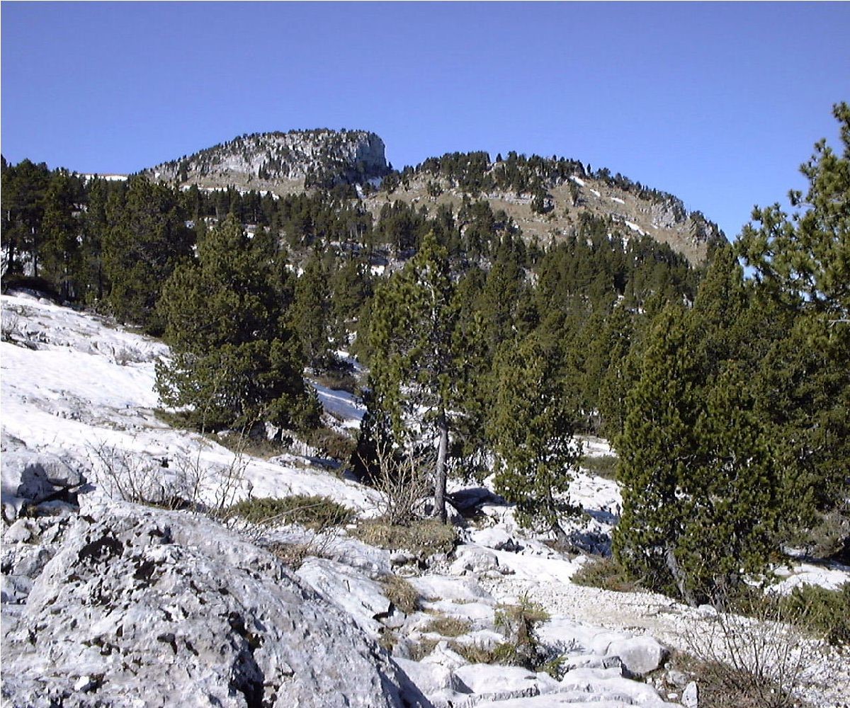 Chemin du Petit Montoir sur le plateau