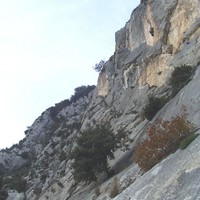 Colias