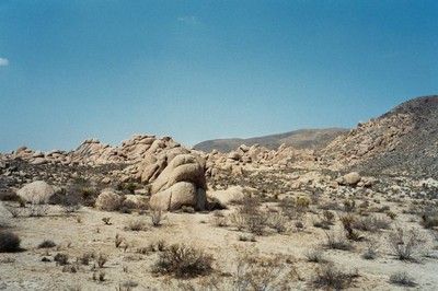 Joshua Tree Joshua Tree