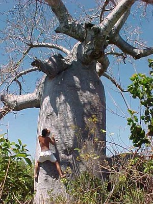 Baobab Session !! Baobab Session !!