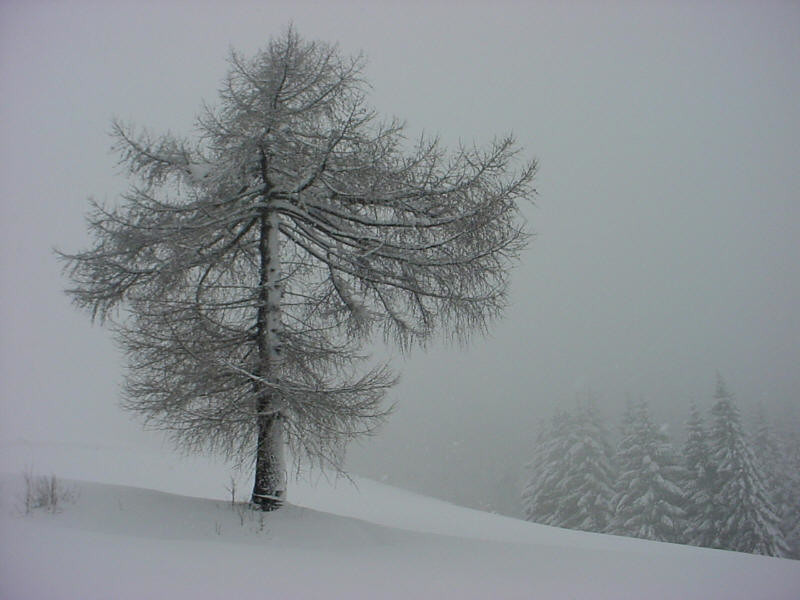 Arbre 1