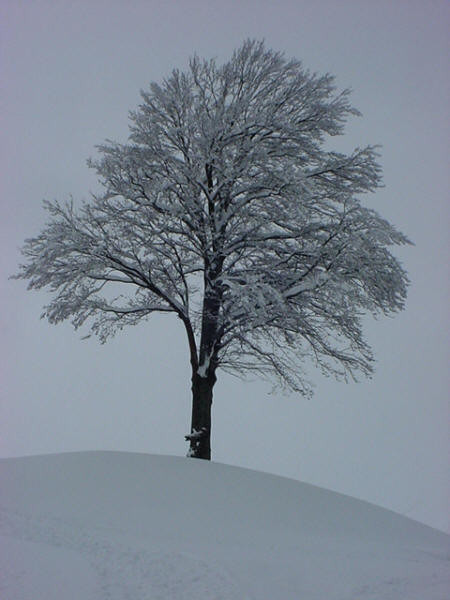 Arbre 2