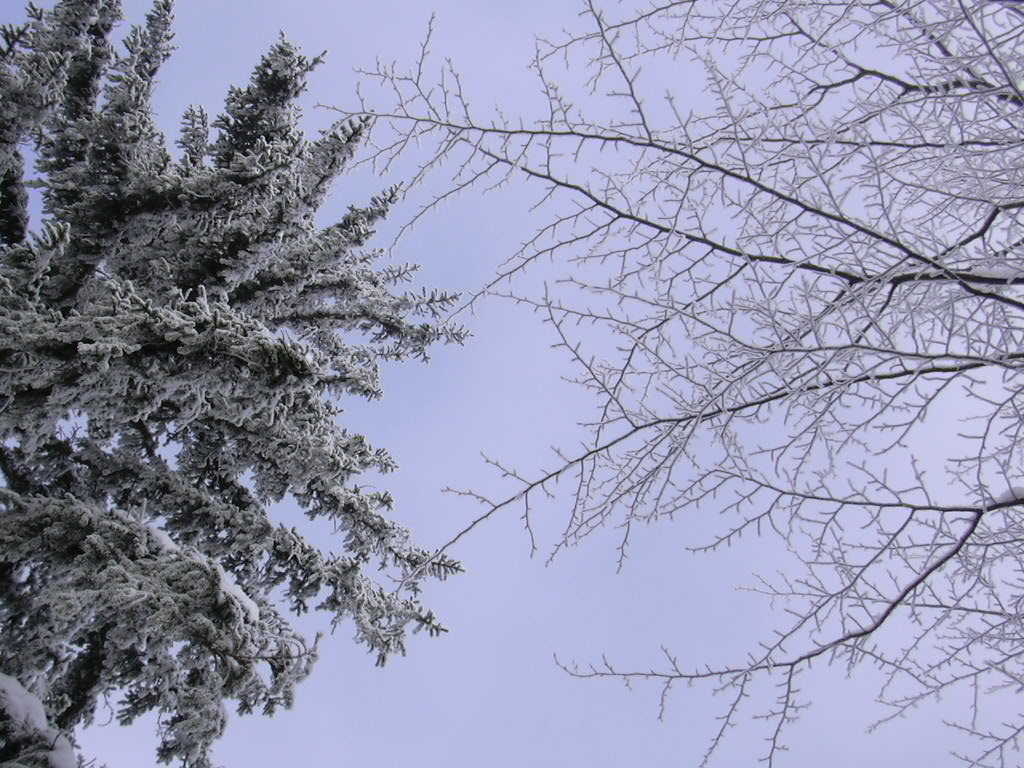 givre et neige sur les arbres