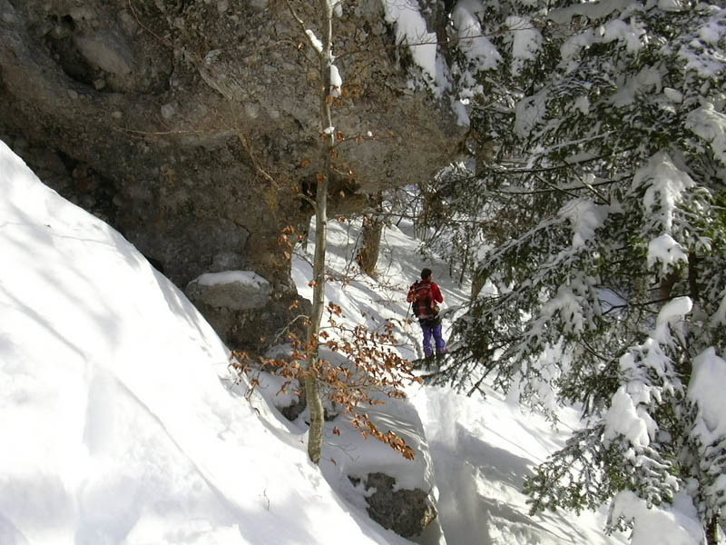 Daphné dans la forêt chartrousienne