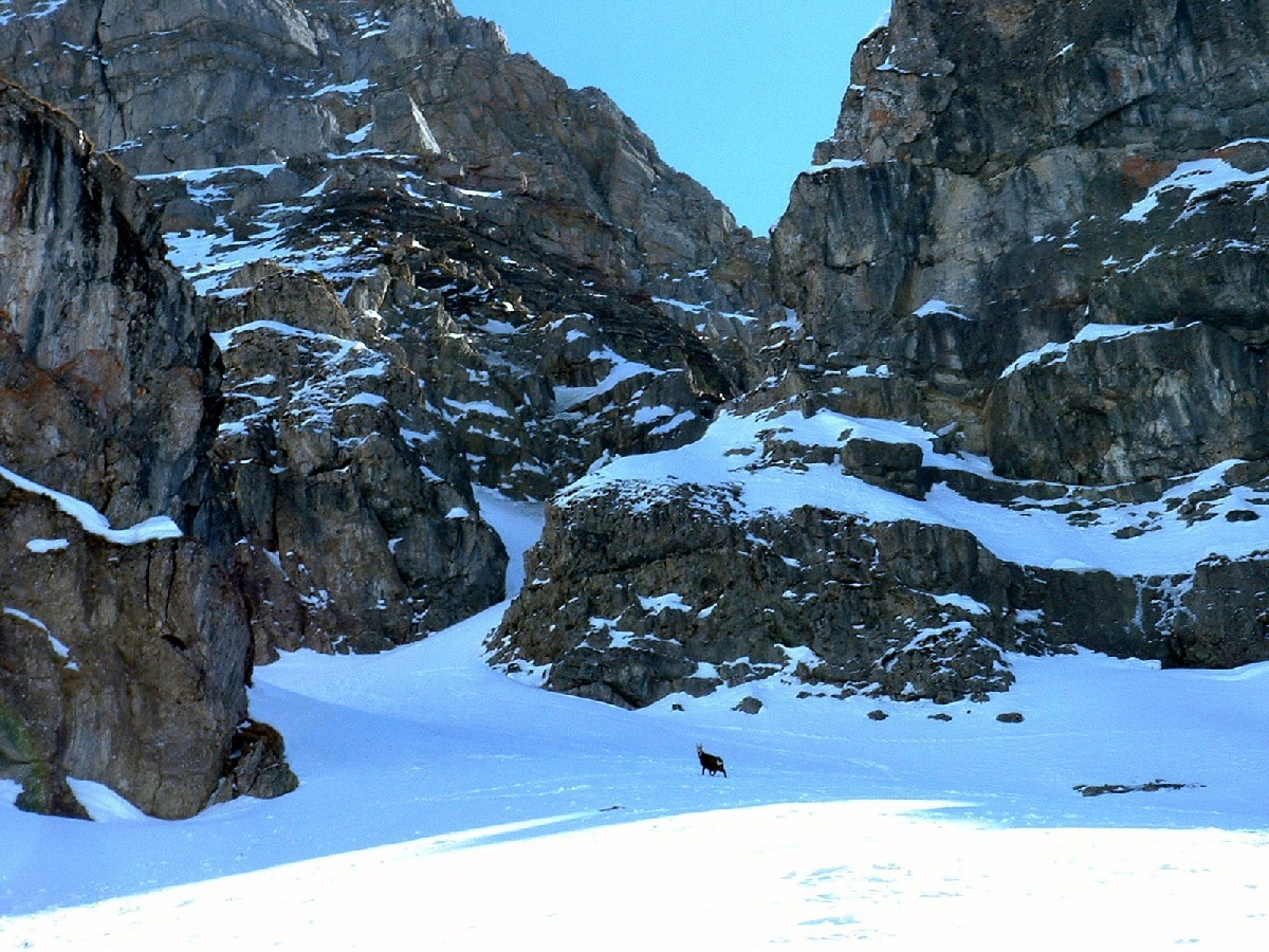 Couloir de Pertuis : chamois