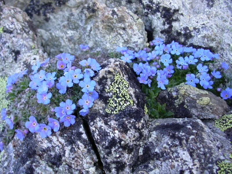 Ptites fleurs bleues à l'attaque de la voie