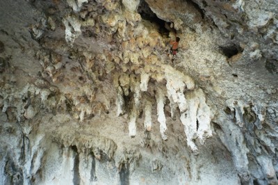 Grotte des branches Grotte des branches