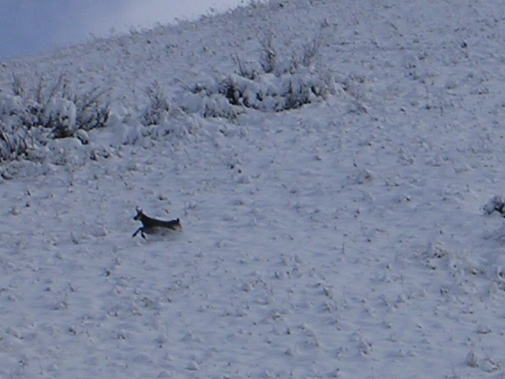 Chamois au première neige
