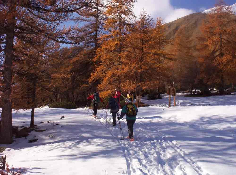 melezes en champsaur