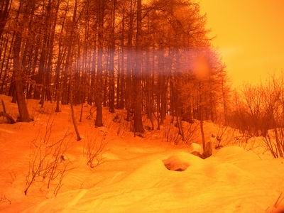 Foret du vallon du fontenil