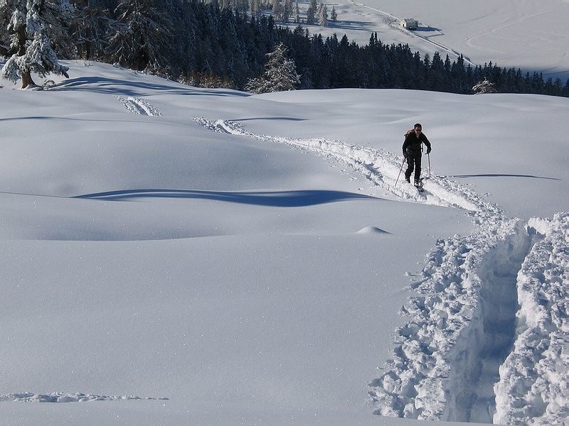 Uscendo dal bosco