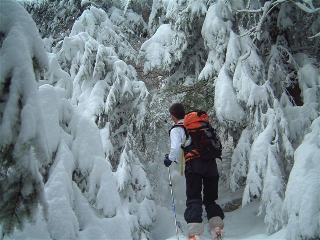 Montée au Roc de Poyez - Dans la forêt vers 1300m