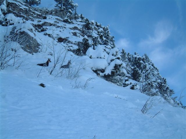 Chamois au pied de la face E du Roc de Poyez