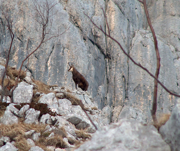 Chamois dans le couloir des Sultanes