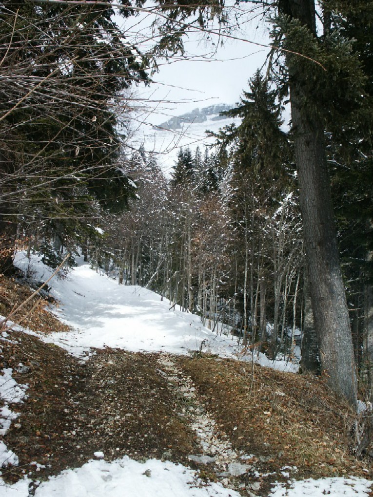 Chemin Forestier