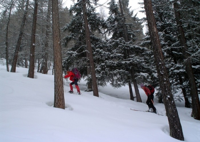 Nel bosco
