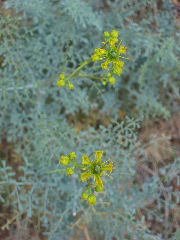 La rue, une vraie belle saloperie de plante qui brule