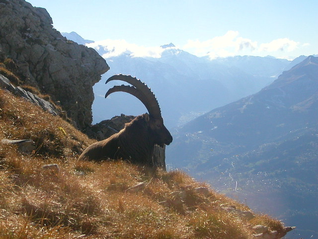 Bouquetins au col de Barmerousse .