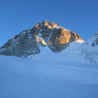 Chardonnet