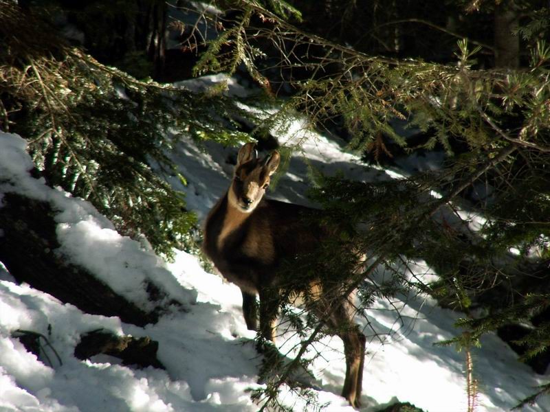 Compagnon de route ( Izard : messieurs les alpins!)