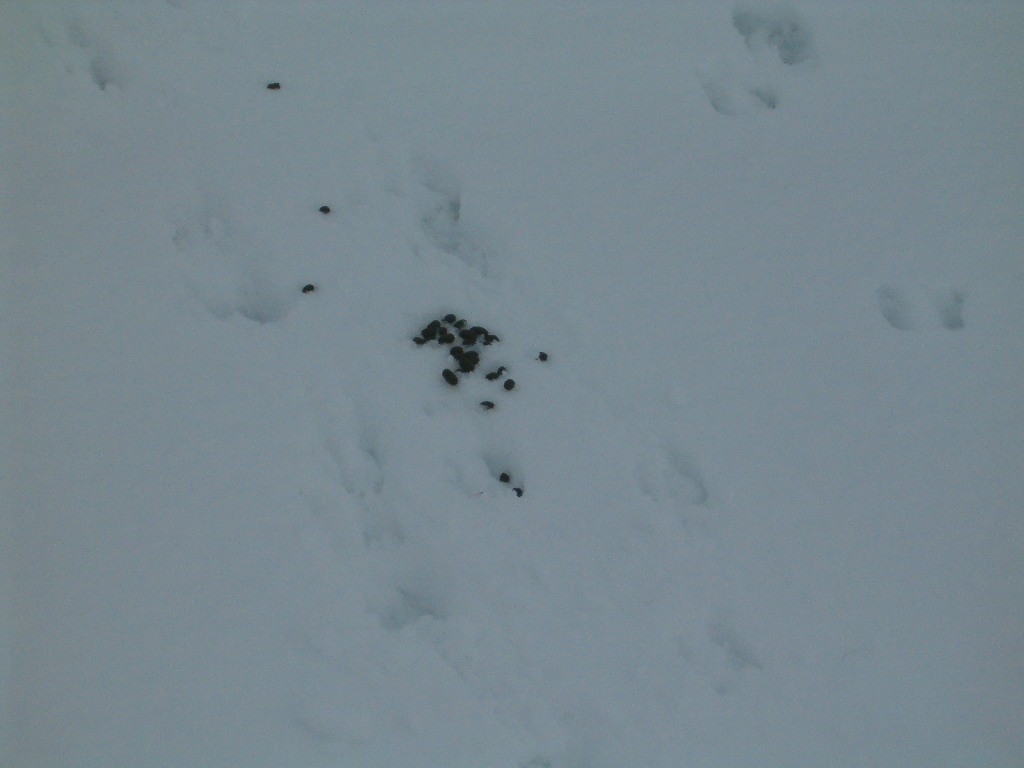 Trace de chamois