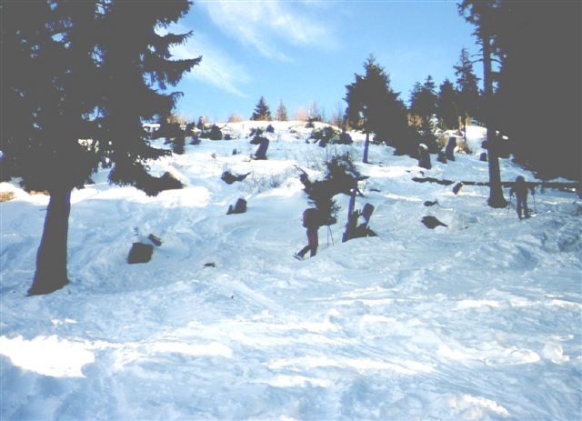 Salendo nel bosco rado