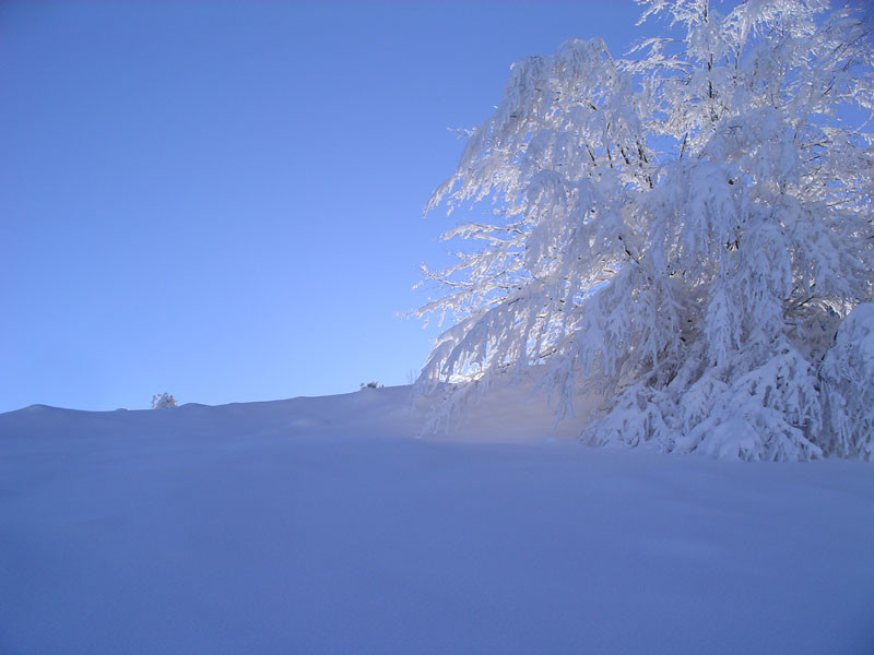 Arbre enneigé
