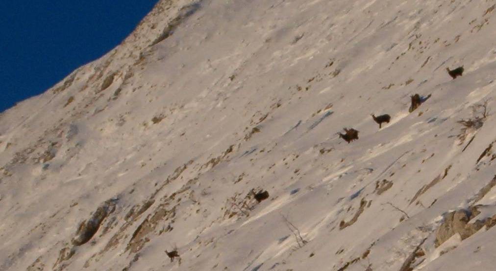 Chamois dans le Ranc des Agnelons