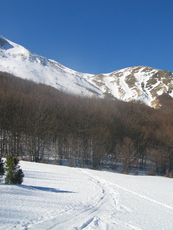 Canali e boschi