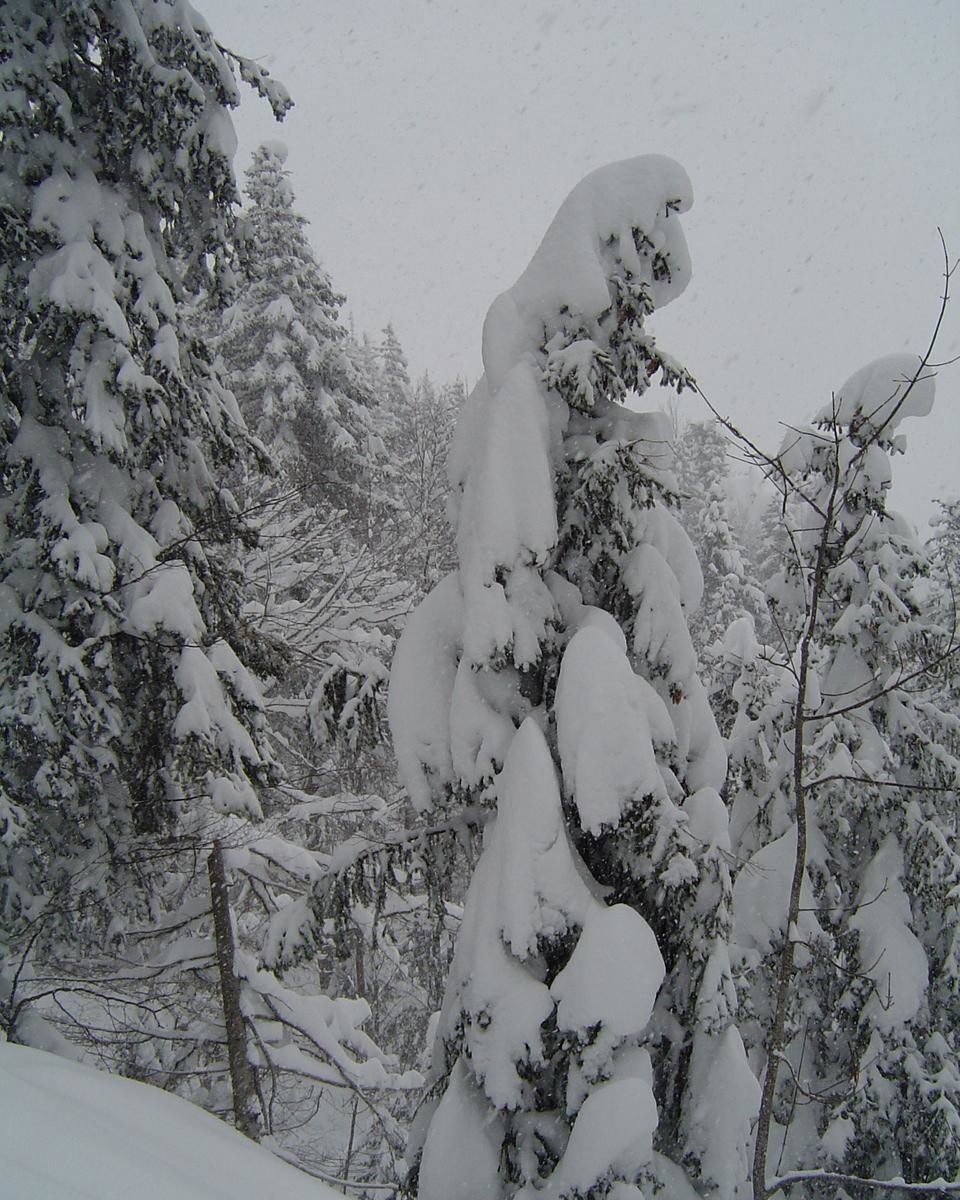 Charmant Som arbre chargé