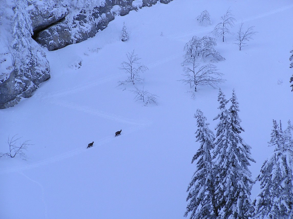 Les chamois pires que les raquetteurs!!
