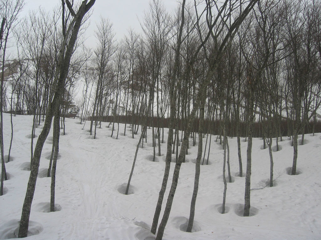 Vasi di neve dalle radici dei faggi