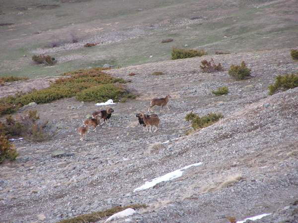 Mouflons - Col de Buffère