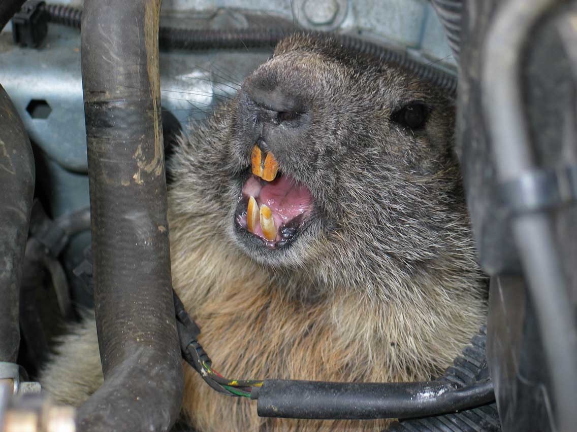 Mettez une marmotte dans votre moteur