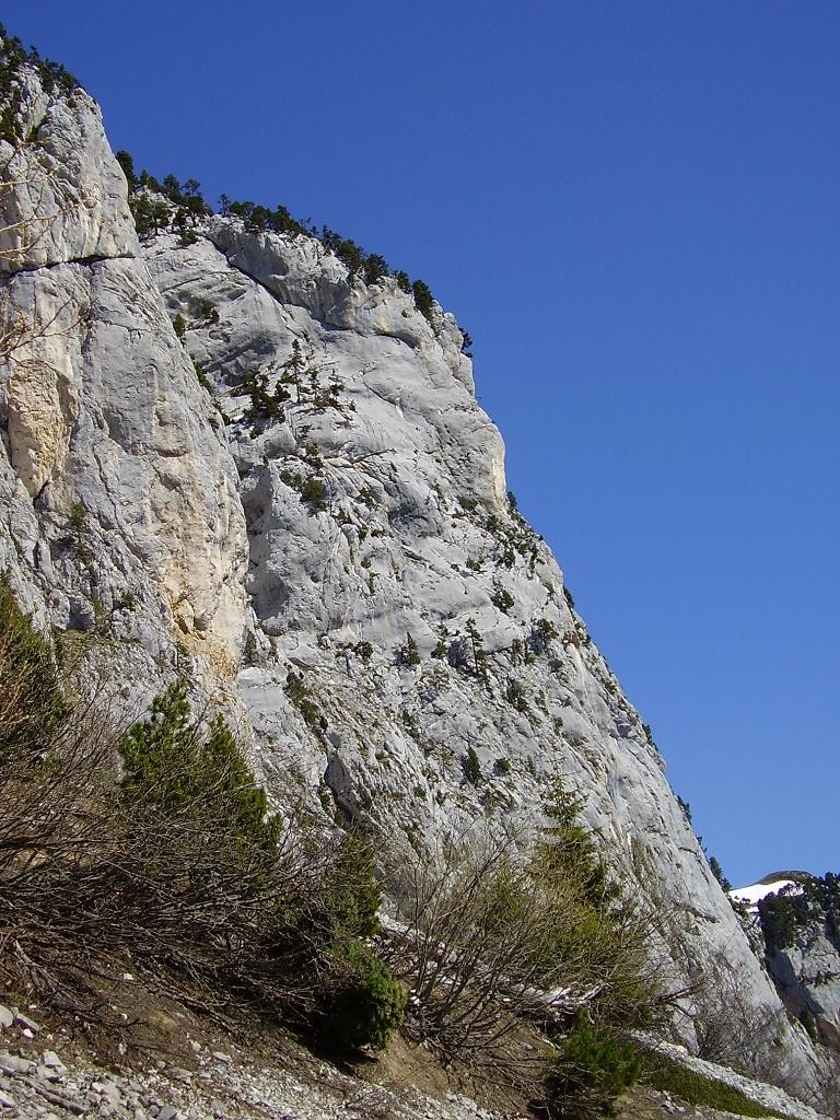 Eperon des pins