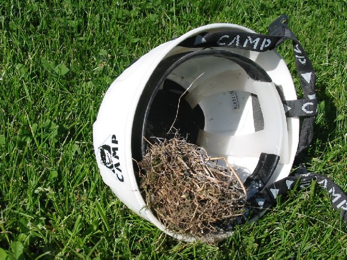 Début de saison 2005 - des rouges queues ont fait un nid dans le casque de Thib !