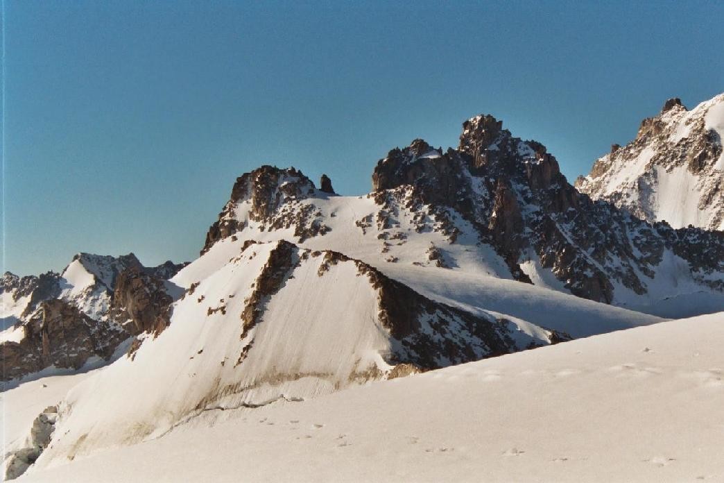 tête blanche petite fourche