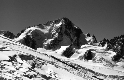 Le chardonnet en black and white