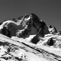 Le chardonnet en black and white