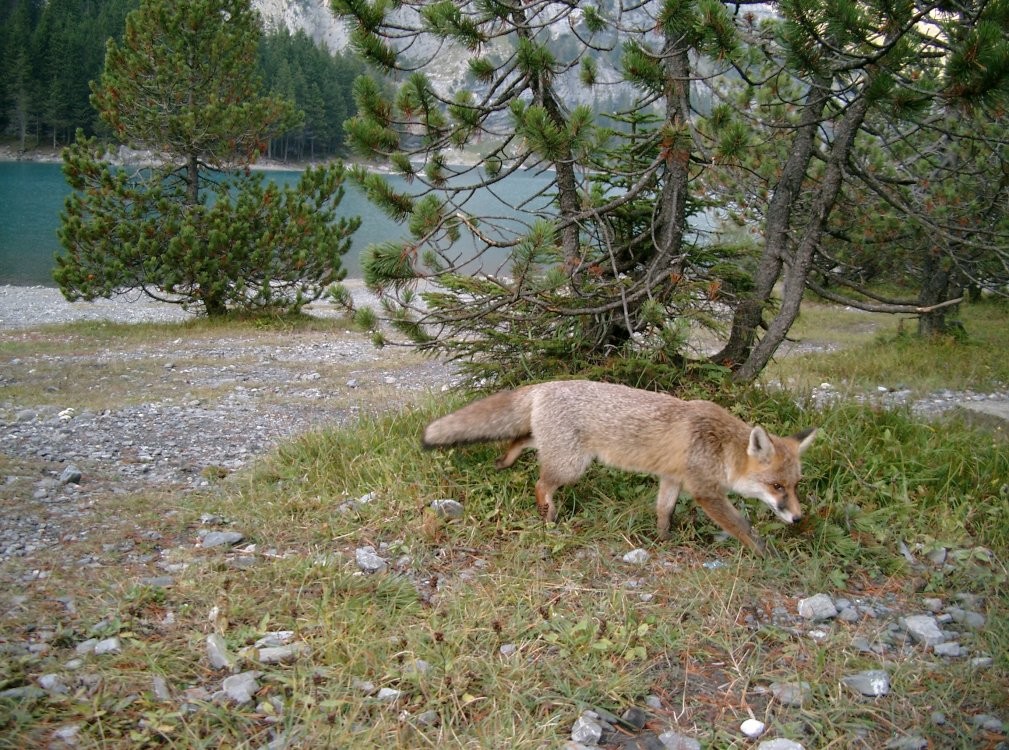 Le renard de l'Oeschinensee