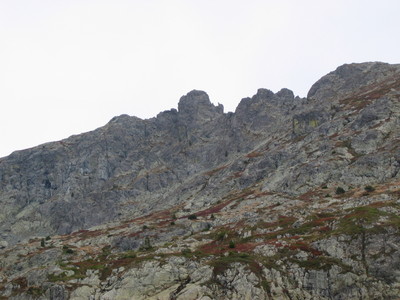 L'Oreille du loup