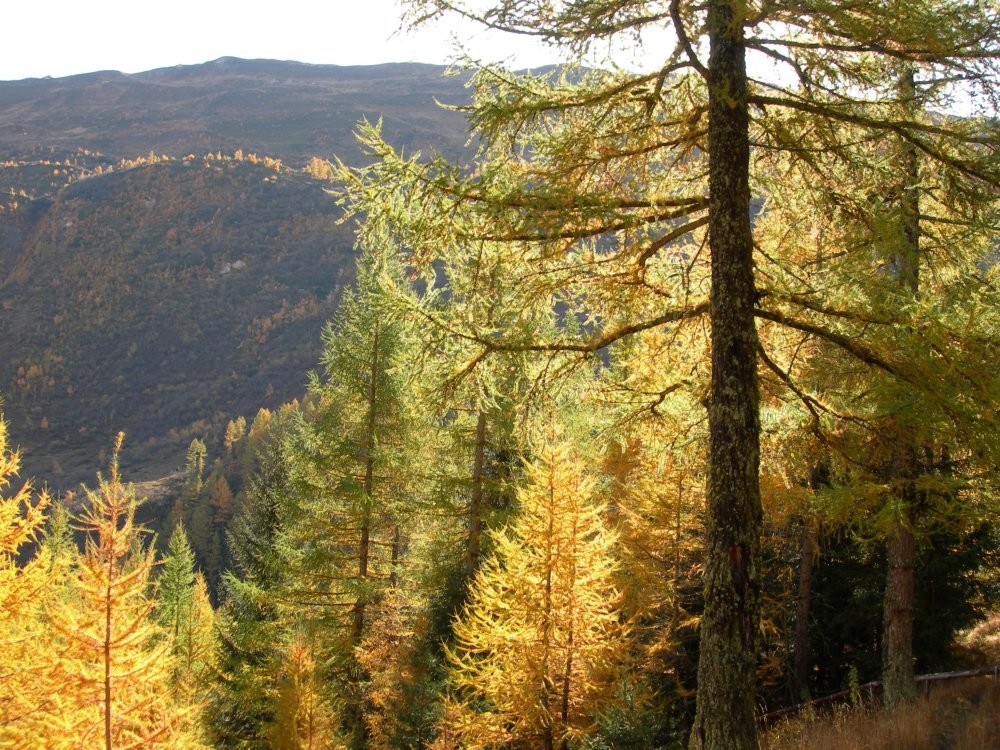 Couleurs d'automne. En montant au refuge Boccalate vers le sud