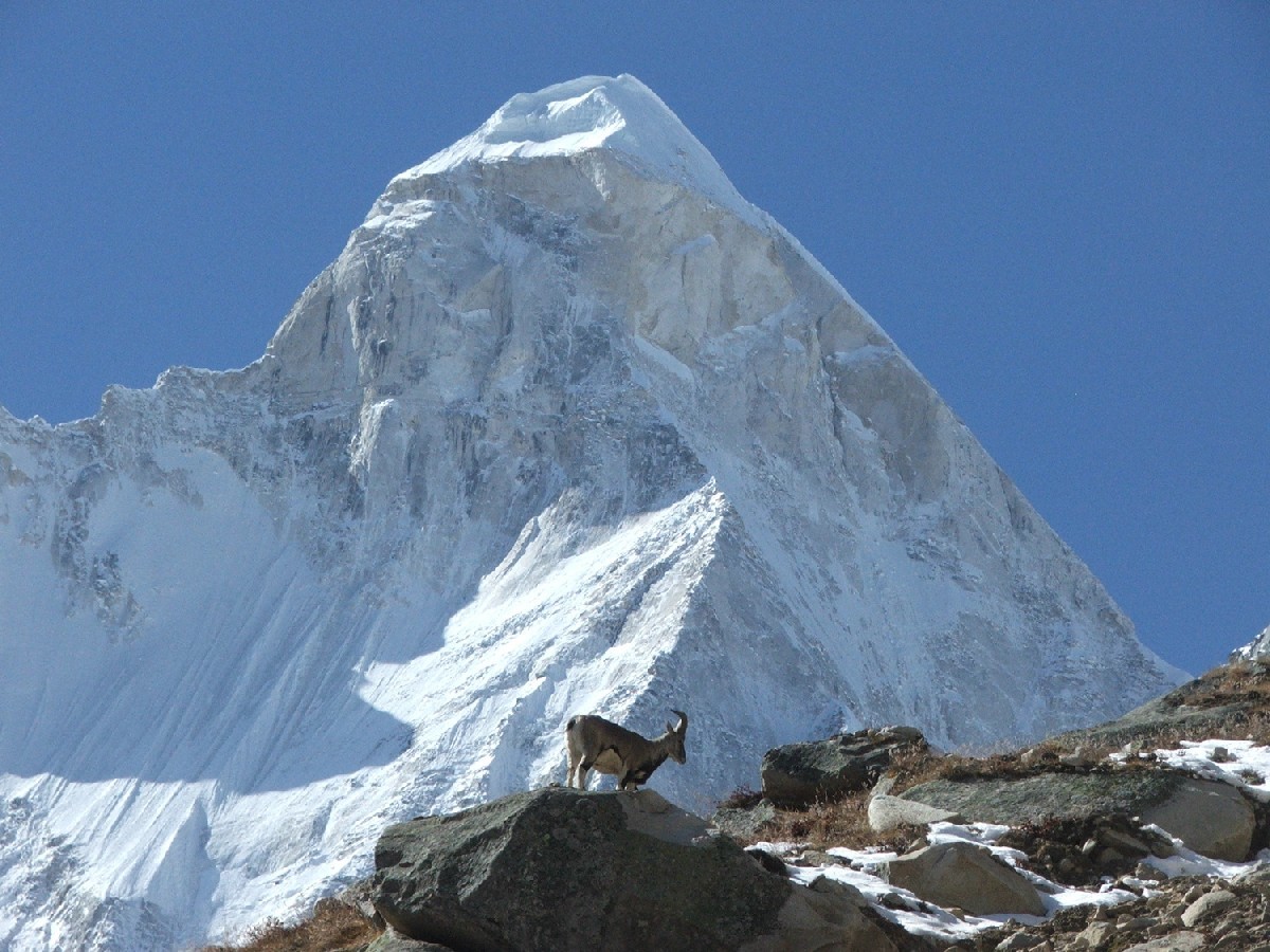 Ibex devant le Shivling (6540m)