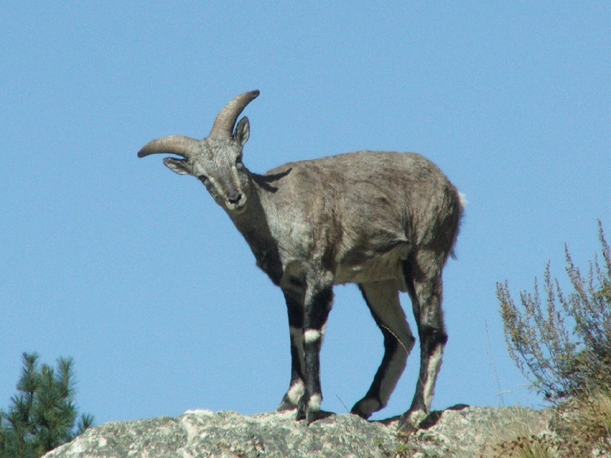 Ibex du Garwahl sur le chemin de la Source du Gange