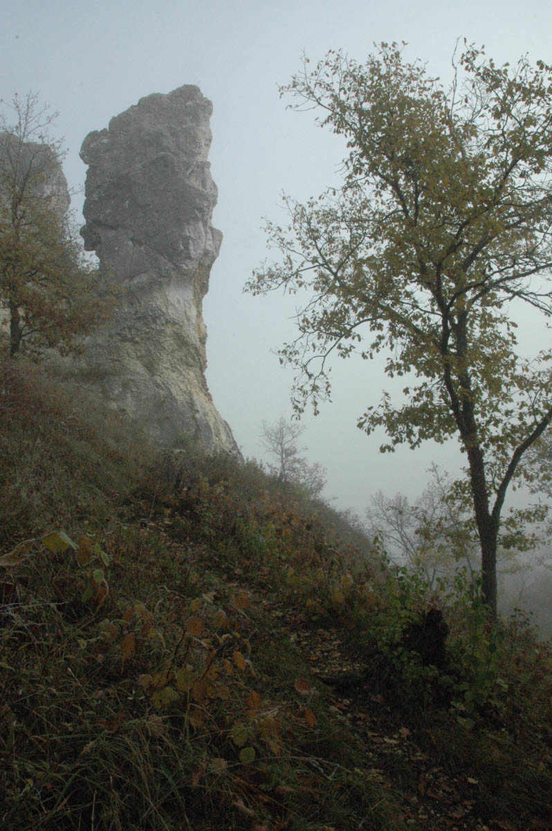 Aiguillettes de Surgy (Clamecy)