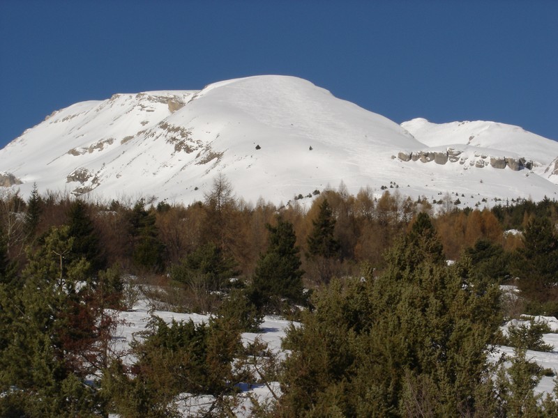Tete d'Oriol